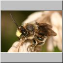 Macropis fulvipes - Schenkelbiene m02 9mm.jpg